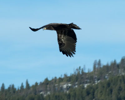immature bald eagle in flight Spring Brook Ranch